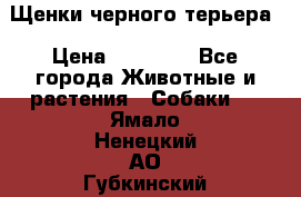 Щенки черного терьера › Цена ­ 35 000 - Все города Животные и растения » Собаки   . Ямало-Ненецкий АО,Губкинский г.